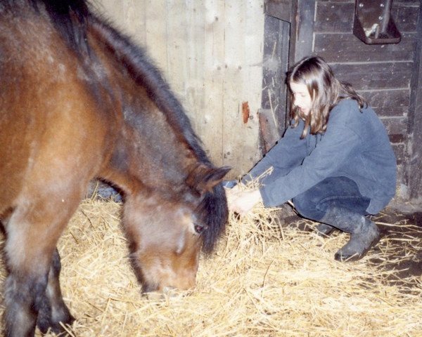 Pferd Nixe (Deutsches Reitpferd, 1991)