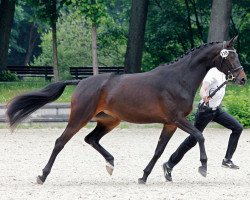 broodmare Tabasimbi (Trakehner, 2010, from Monteverdi)