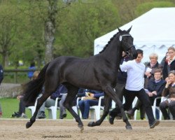 broodmare United Darkness (Trakehner, 2012, from Shapiro 15)