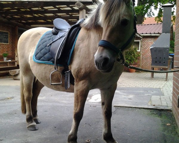 broodmare Gina (Fjord Horse, 1993)