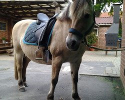 broodmare Gina (Fjord Horse, 1993)