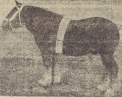 Pferd Nico van 't Hoogland (Niederländisches Kaltblut,  , von Jaap van 't Hoogland)