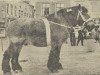 stallion Herseur van Alstein (Dutch Heavy Draft,  , from Karel van Certain)