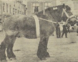 stallion Herseur van Alstein (Dutch Heavy Draft,  , from Karel van Certain)