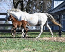 stallion Default Rate xx (Thoroughbred, 2017, from Carpe Diem xx)