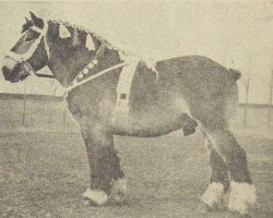 stallion Nico van Stegeshof (Dutch Heavy Draft, 1945, from Nico van Melo)