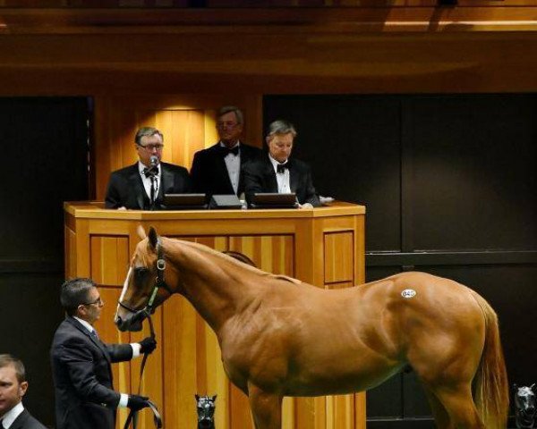 horse Litany xx (Thoroughbred, 2016, from Curlin xx)