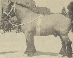 stallion Nico van Kapelhof (Dutch Heavy Draft, 1948, from Nico van Melo)