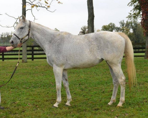 broodmare Rivers Prayer xx (Thoroughbred, 2003, from Devon Lane xx)