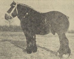 Pferd Maurits van Geneind (Niederländisches Kaltblut, 1950, von Nico van Beek)