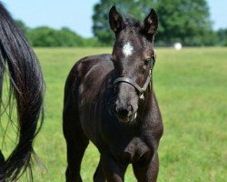 horse Stute von More Than Ready xx (Thoroughbred, 2016, from More Than Ready xx)