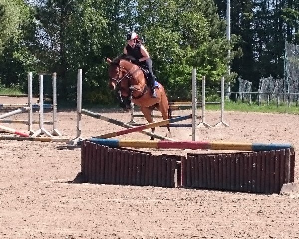 broodmare Mary Lou 219 (Rhinelander, 2005, from Mariso)