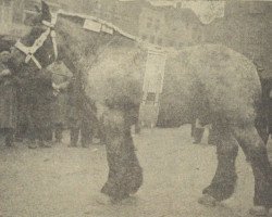 Deckhengst Quarré (Niederländisches Kaltblut, 1950, von Nico van Annie)