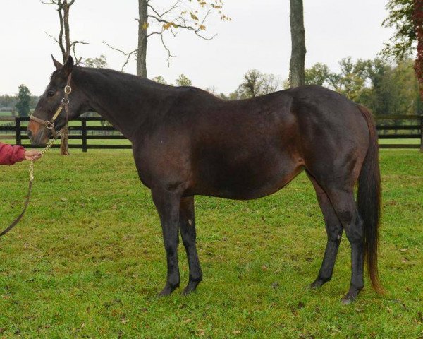 broodmare Sally Bowles xx (Thoroughbred, 2003, from London News xx)