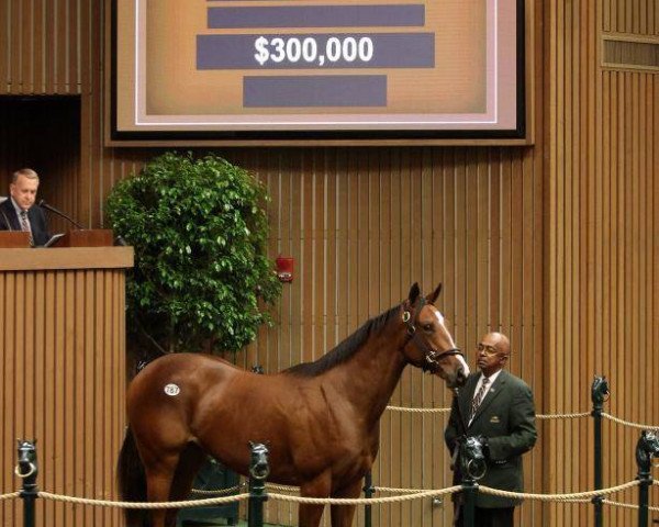 horse Mardi Gras xx (Thoroughbred, 2016, from Tiznow xx)