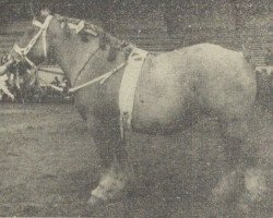 horse Zora van E.D.R. (Dutch Heavy Draft, 1948, from Nico van Smakt)