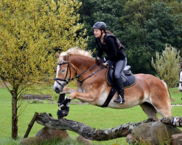 Dressurpferd Amarena 93 (Haflinger, 2007, von Anthony)