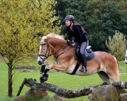 dressage horse Amarena 93 (Haflinger, 2007, from Anthony)