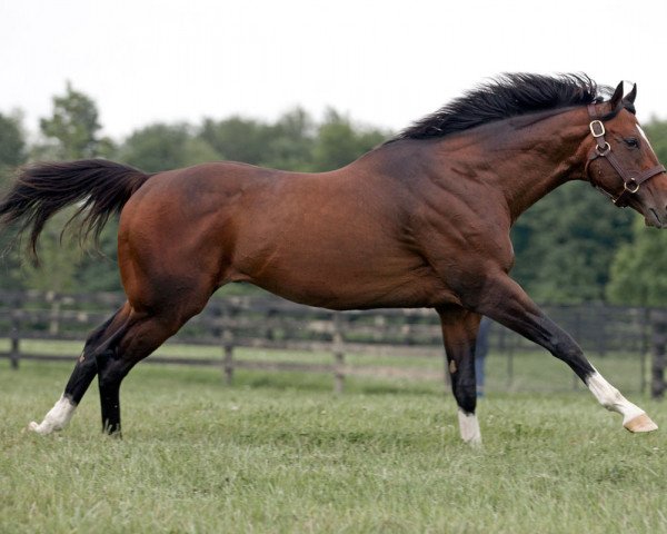 stallion Emcee xx (Thoroughbred, 2008, from Unbridled's Song xx)