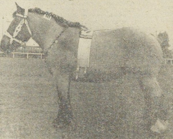 broodmare Addy van Annie (Dutch Heavy Draft, 1948, from Hautain van Wieringermeer)