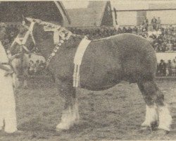 Zuchtstute Monna van Montain (Niederländisches Kaltblut, 1950, von Montain van Torenberg)