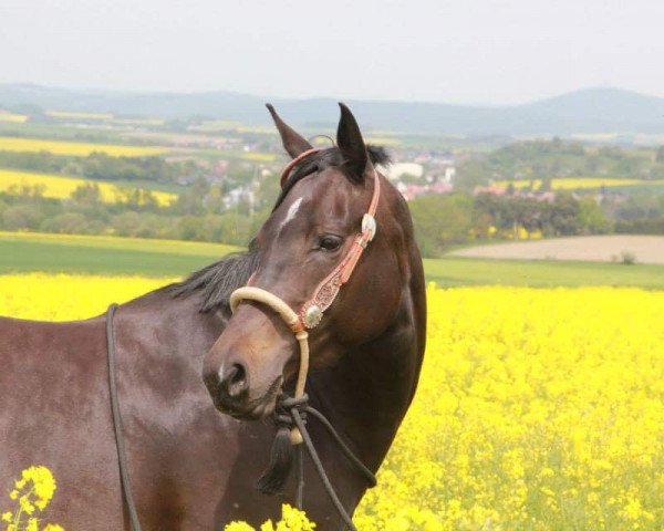 horse My soulmate Aveline (German Warmblood, 2009, from Sennard)