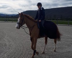 jumper Quiberta KHR (Oldenburg show jumper, 2009, from Quinnus II)