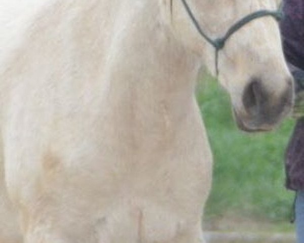 horse Spirit's Crystal Sam (Connemara Pony, 2015, from Crystal Cool Spirit)