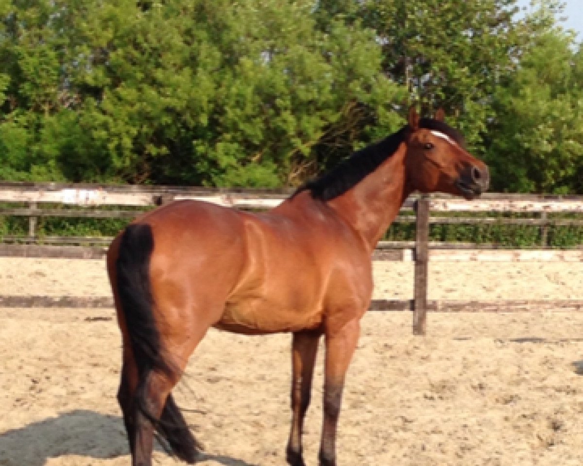 Dressurpferd Alfredo 45 (Deutsches Sportpferd, 2003, von Acorus)