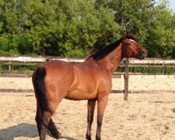 dressage horse Alfredo 45 (German Sport Horse, 2003, from Acorus)