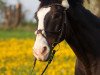 jumper Chester 70 (Hessian Warmblood, 1995, from Caruso)