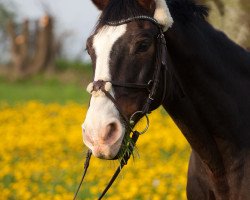 Springpferd Chester 70 (Hessisches Warmblut, 1995, von Caruso)