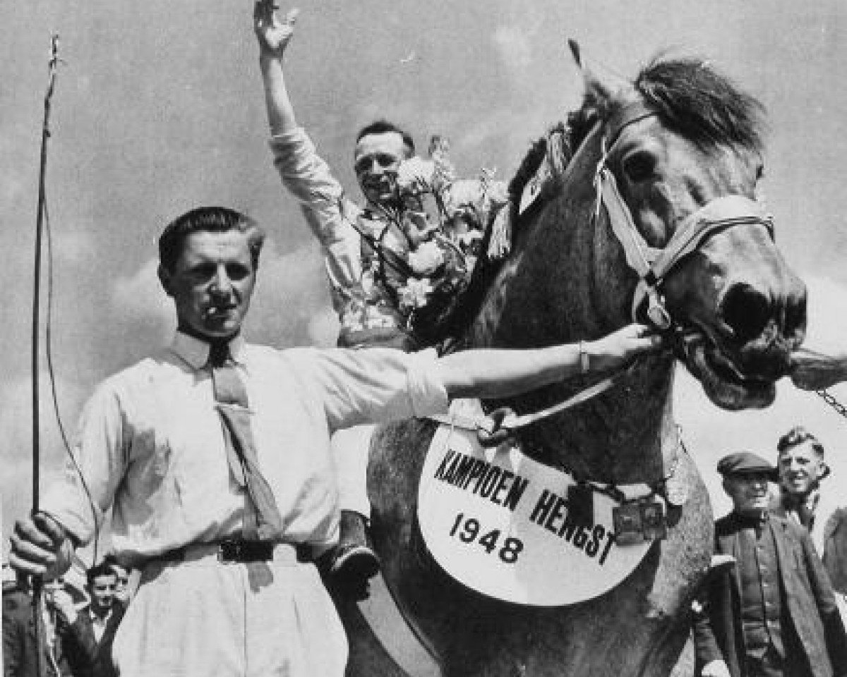 stallion Karel van Certain (Dutch Heavy Draft, 1941, from Certain van Tienhoven)