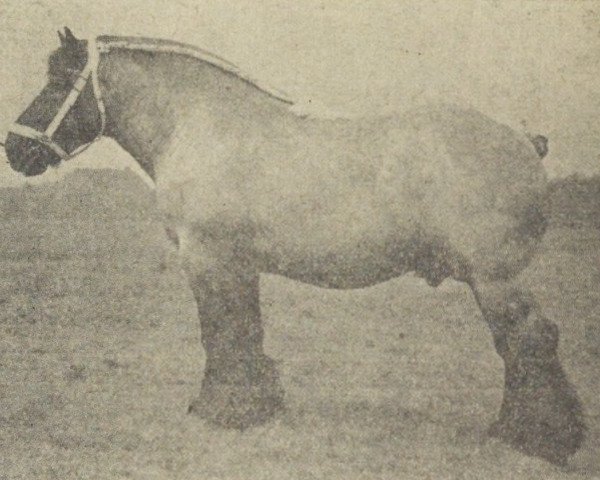 Pferd Nico van Paula (Niederländisches Kaltblut, 1950, von Nico van Beek)