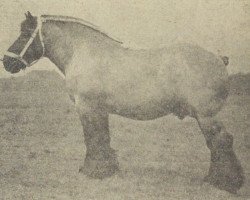 Pferd Nico van Paula (Niederländisches Kaltblut, 1950, von Nico van Beek)