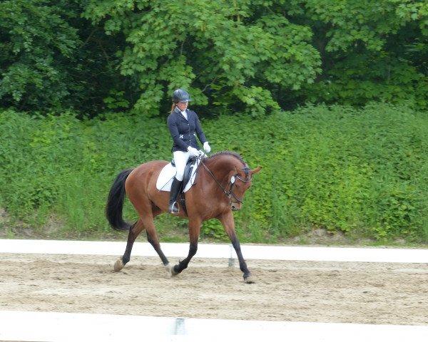dressage horse Emil 124 (KWPN (Royal Dutch Sporthorse), 2009, from Jazz)