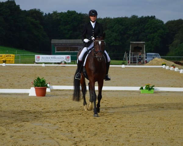 dressage horse Diandro 4 (Westphalian, 2011, from Decamerone 5)