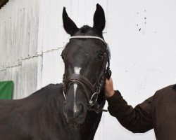 broodmare Golden Fly III (Oldenburg show jumper, 2004, from Concetto I)