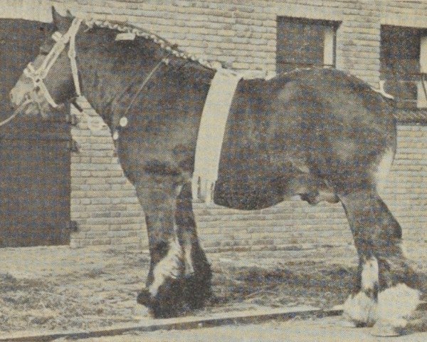 Deckhengst Alex van Heille (Niederländisches Kaltblut, 1945, von Urbain van Certain)