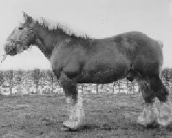 Pferd Herseur van de Brakken (Niederländisches Kaltblut, 1946, von Herseur van Ploegshof)