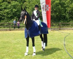 dressage horse Frank Sinatra Gold (Hessian Warmblood, 2002, from Flammengold)