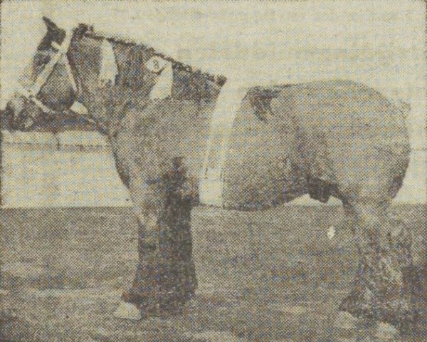 Pferd Bento van Passluis (Niederländisches Kaltblut, 1952, von Nico van Annie)