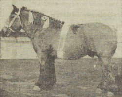 horse Bento van Passluis (Dutch Heavy Draft, 1952, from Nico van Annie)