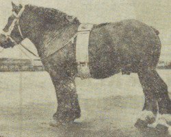 stallion Costaud van de Heihof (Dutch Heavy Draft, 1953, from Costaud de Marche)