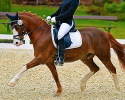 dressage horse Kaiserbach's Balduin (Welsh-Pony (Section B), 2001, from Zwaluwenburg's Benjamin)