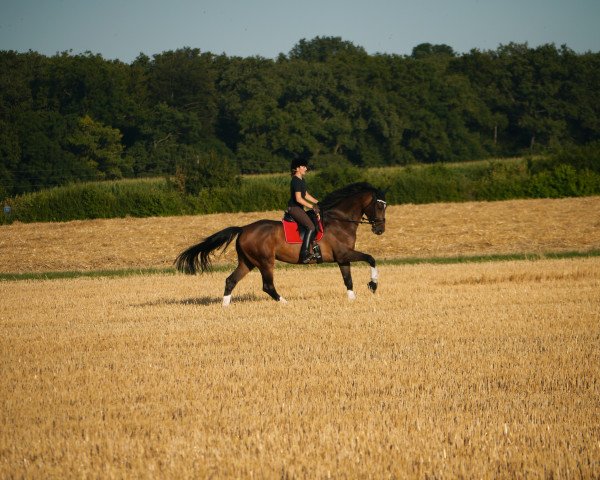 dressage horse Flash D (Royal Warmblood Studbook of the Netherlands (KWPN), 2010, from Zhivago)