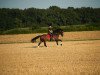 dressage horse Flash D (KWPN (Royal Dutch Sporthorse), 2010, from Zhivago)