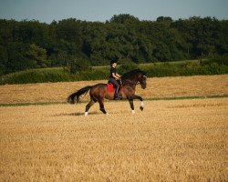 dressage horse Flash D (KWPN (Royal Dutch Sporthorse), 2010, from Zhivago)