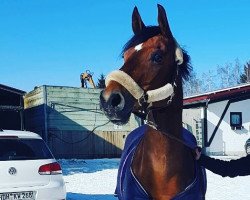 broodmare Cadbury 4 (Hanoverian, 2006, from Cheenook)