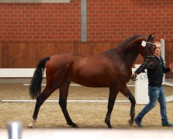 Springpferd Chester N (Oldenburger, 2013, von Cornet's Prinz)